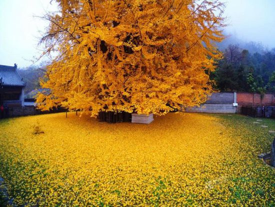 李世民栽了棵银杏树  美了1400年